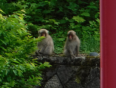 子ザルが２尾