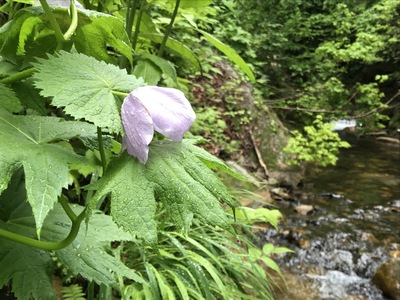 可憐な野草の花
