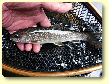 A trout is a moment of beauty known only to those who seek it. by Arnold Gingrich