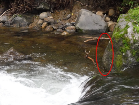 大石裏からフラッと出てきて引き返した岩魚