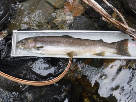 大石裏からフラッと出てきて引き返した岩魚
