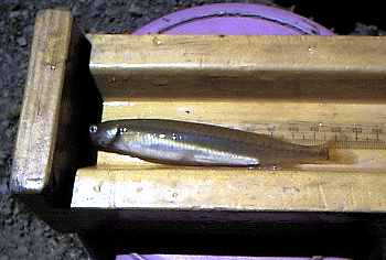 Inanga(Galaxia maculatus)
