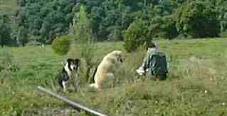 A quite lunch time with the dogs.......bit lonely though.